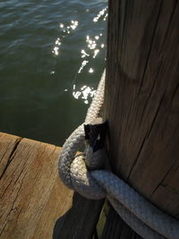 High angle view of cat on wooden post