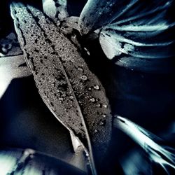 Close-up of dry leaves on metal