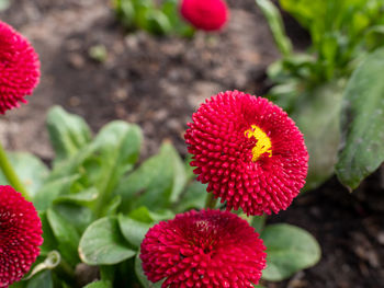 Close-up of red flower