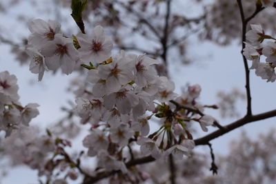 Close-up of cherry blossoms in spring