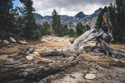 Scenic view of tree mountains against sky