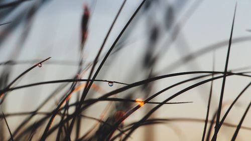 Close-up of plant