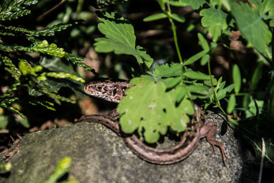 Close-up of lizard on leaf