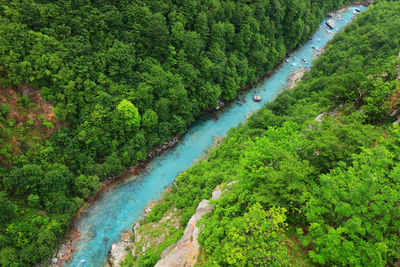 Aerial view of river in forest