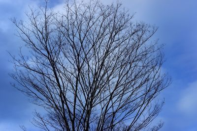 Low angle view of bare tree against sky