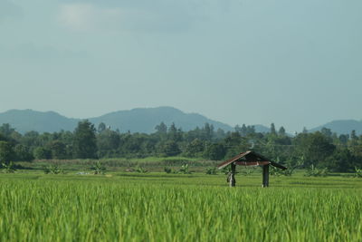 paddy field