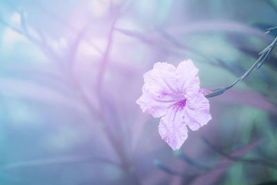 Close-up of pink flowering plant
