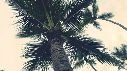 Low angle view of palm trees