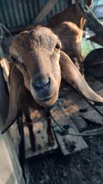 Close-up of goat