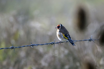A close-up of a solitary goldfinch perched on barbed wire