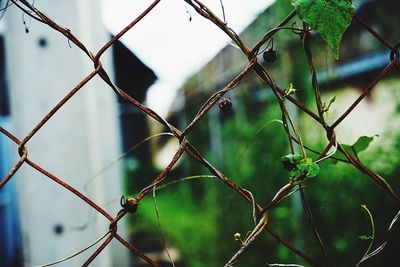 Close-up of chainlink fence