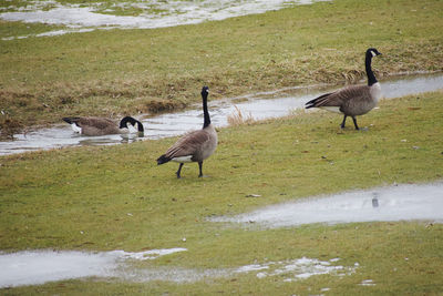 Birds on a field