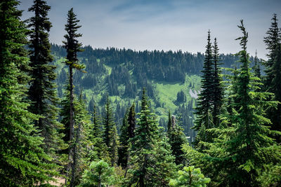 Pine trees in forest against sky