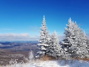 Trees on snow covered landscape against blue sky