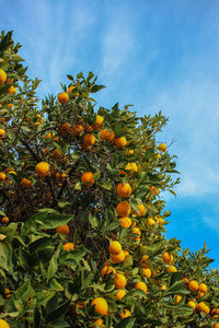 Low angle view of orange tree against sky