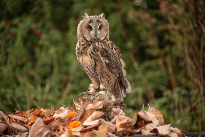 Long-eared owl on autumn leaves