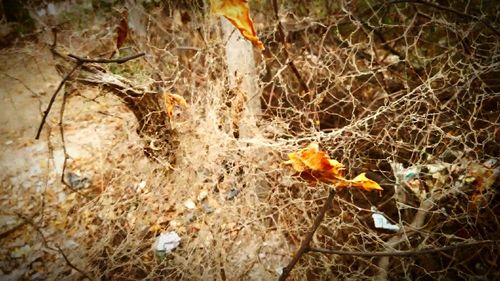 Autumnal leaves on the ground