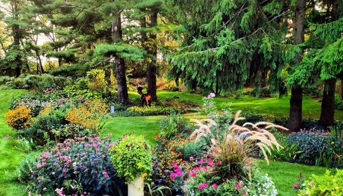 View of trees in park