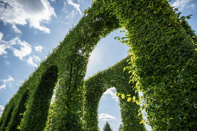 Low angle view of tree against sky in park
