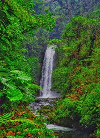 Scenic view of waterfall in forest