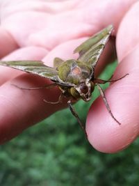 Close-up of hand holding insect
