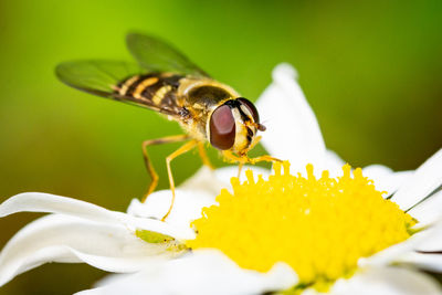 Close-up of bee pollinating on flower