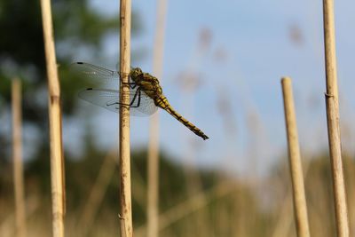 Close-up of dragonfly perching on stick