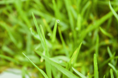 Close-up of dew drops on grass