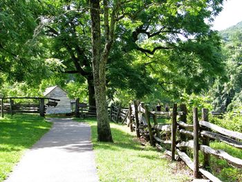 Trees in park