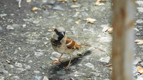 High angle view of bird