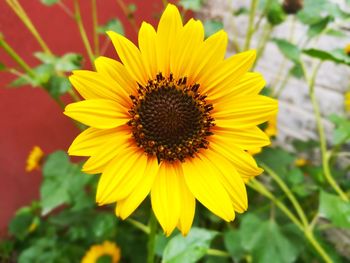 Close-up of sunflower