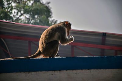 Low angle view of monkey looking away