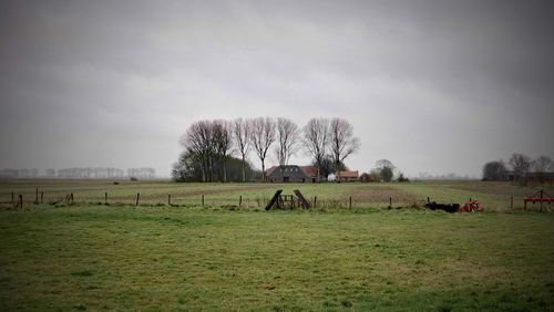 Horses in a field