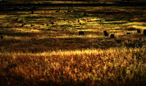 Scenic view of grassy field
