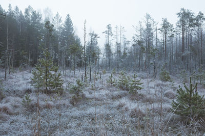 Trees in forest