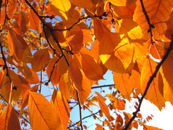 autumn