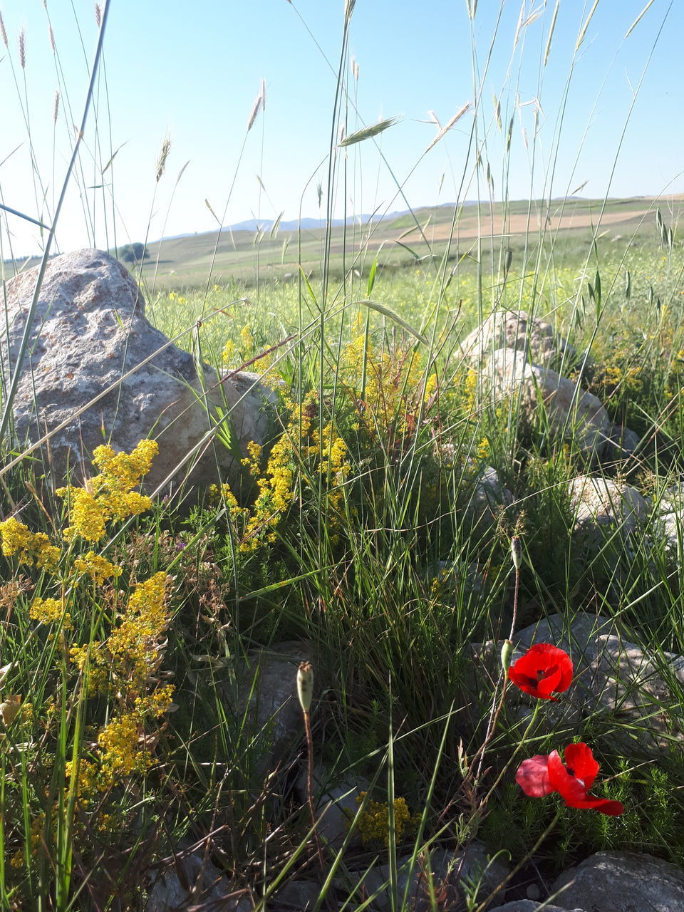 FLOWERING PLANTS ON FIELD AGAINST SKY