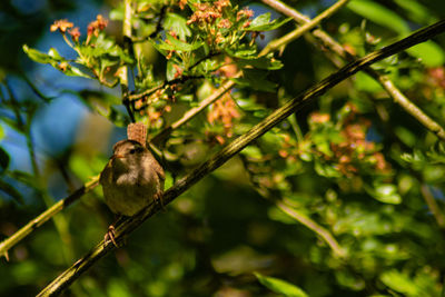 Bird perching on a branch