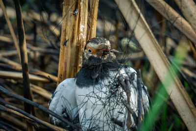 Close-up of a bird perching on a branch