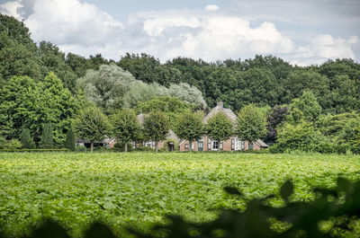 Farmhouses in a green landscape