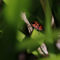 Close-up of butterfly on leaf