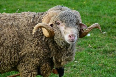 Portrait of sheep on field