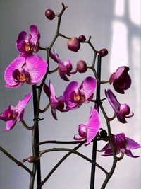 Close-up of pink orchids on plant