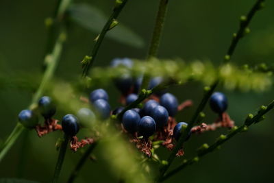 Close-up of berries growing on plant