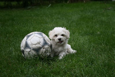 Dog running on grass