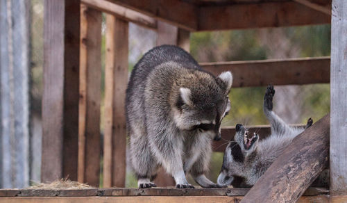 Playing raccoon praccoonpair on a porch in southern florida