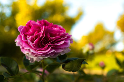 Close-up of pink rose