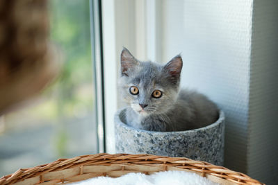 A gray short-haired kitten sits in a ceramic pot on a sunny windowsill and looks at the camera
