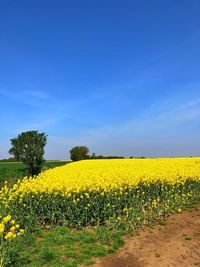 Scenic view of oilseed rape field against sky