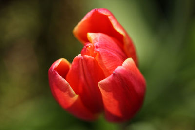 Close-up of red rose blooming outdoors